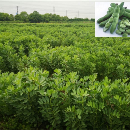 日本蠶豆陵西一號