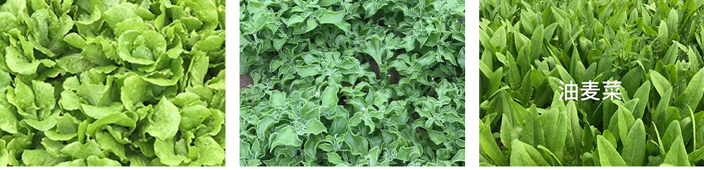 果蔬種植(圖1) 1-220414164111M5.jpg