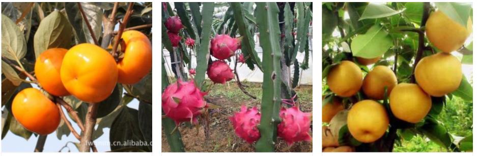 果蔬種植(圖8) 1-2204231P040529.jpg