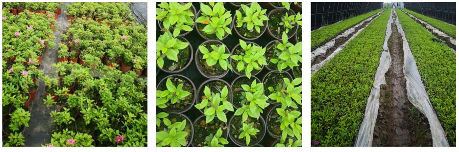 果蔬種植(圖10) 1-2204231P631438.jpg